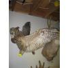Image 1 : MOUNTED OWL - GREAT HORNED