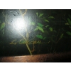 Image 2 : LG. ORIGINAL PAINTING W/HEAVILY CARVED FRAME, SIGNED, L. CAXCAN??