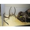 Image 2 : SET OF CARIBOU HORNS