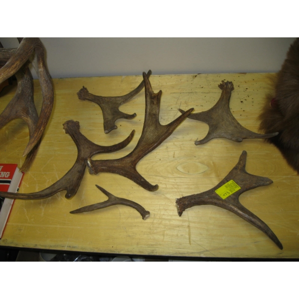 ASST. MOOSE HORNS