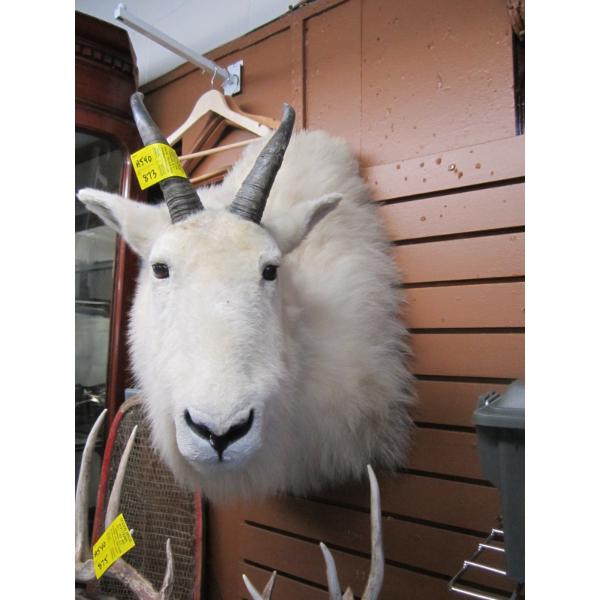 MOUNTED MOUNTAIN GOAT HEAD
