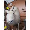 Image 1 : MOUNTED MOUNTAIN GOAT HEAD