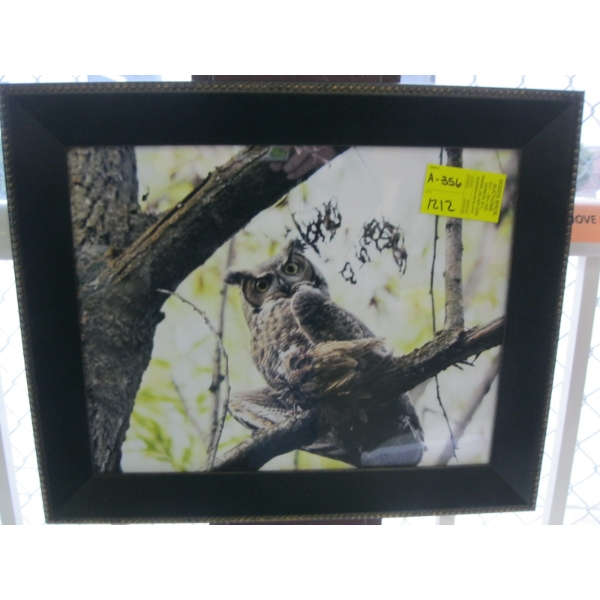 FRAMED PHOTOGRAPH OF OWL