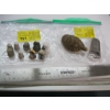 Image 1 : COLLECTOR THIMBLES & A COLLECTABLE BOTTLE OPENER & TURTLE FIGURINE