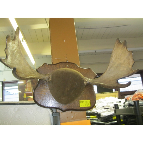 SM. MOUNTED MOOSE HORNS
