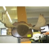 Image 1 : SM. MOUNTED MOOSE HORNS