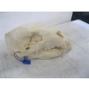 Image 2 : BLACK BEAR SKULL