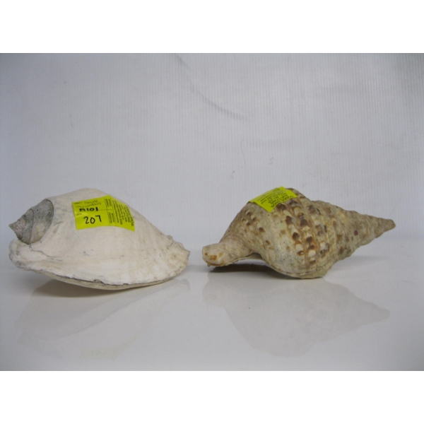 STROMBUS SHELL & TRITAN CONCH SHELL
