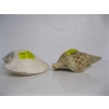Image 1 : STROMBUS SHELL & TRITAN CONCH SHELL