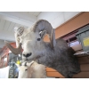 Image 2 : MOUNTED DALL SHEEP HEAD