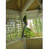 Image 3 : DECORATIVE PARROTS