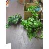 Image 1 : DECORATIVE ARTIFICIAL PLANTS