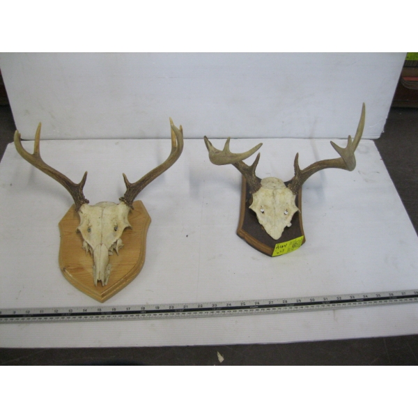 2 SETS OF HORNS ON PLAQUES