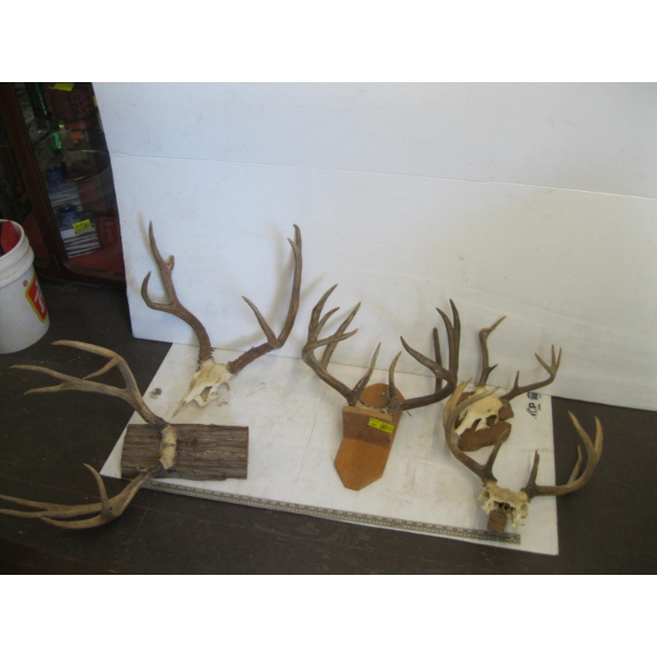5 SETS OF HORNS
