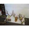Image 1 : 5 SETS OF HORNS