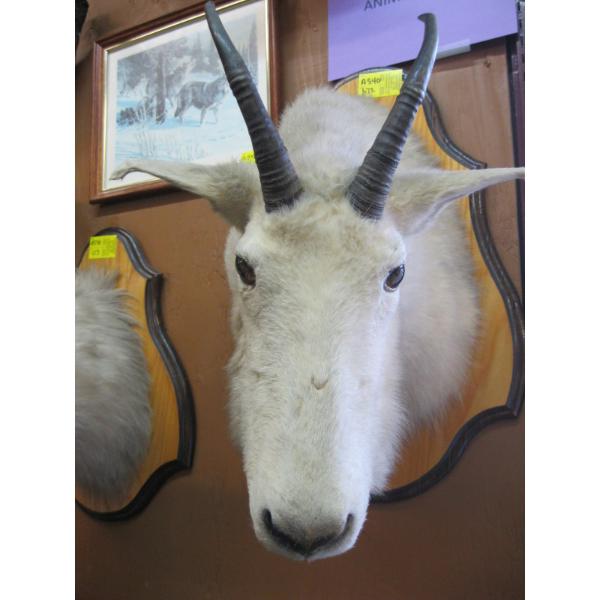 MOUNTED MOUNTAIN GOAT HEAD