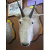 Image 1 : MOUNTED MOUNTAIN GOAT HEAD