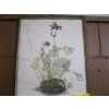 Image 2 : 7 FRAMED PICTURES