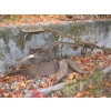 Image 1 : PLOW & ASST. BLADES