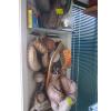 Image 3 : VINTAGE SPORTS EQUIPMENT - GLOVES, BOXING GLOVES, BATS, ETC.