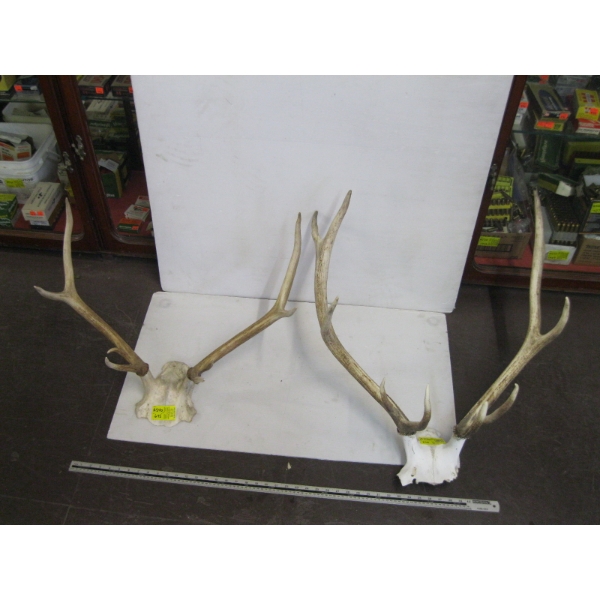 2 SETS OF ELK HORNS