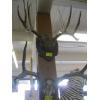Image 2 : 1 SET OF ANTLERS