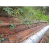 Image 2 : 6 APPROX. 30' TELEPHONE POLES