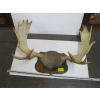 Image 1 : MOUNTED MOOSE HORNS
