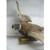 Image 3 : MOUNTED OWL & PHEASANT - OWL'S HEAD IS LOOSE