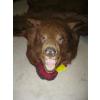 Image 2 : BROWN BEAR RUG W/HEAD MOUNT