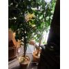 Image 1 : PAIR OF ARTIFICIAL TREES