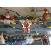 Image 1 : 2 DAISY RIFLES & SET OF CAP GUNS W/HOLSTERS