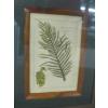 Image 5 : 4 PRINTS OF HERBS, MEDICINAL PLANTS IN OAK FRAMES