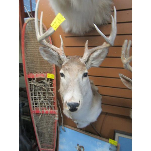 MOUNTED WHITETAIL DEER HEAD