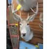 Image 1 : MOUNTED WHITETAIL DEER HEAD