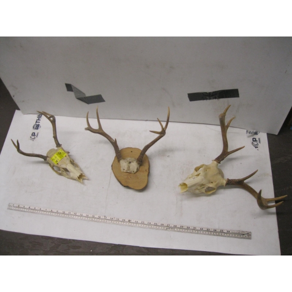 2 SKULLS W/ANTLERS & SET OF ANTLERS MOUNTED ON WOOD