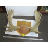 Image 1 : SET OF MOUNTED MOOSE HORNS