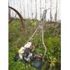 Image 3 : REEL TYPE MOWER