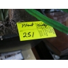 Image 2 : ARTIFICAL FERN PLANT