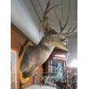 Image 2 : LG. MULE DEER HEAD MOUNT