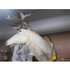 Image 2 : MOUNTED CARIBOU