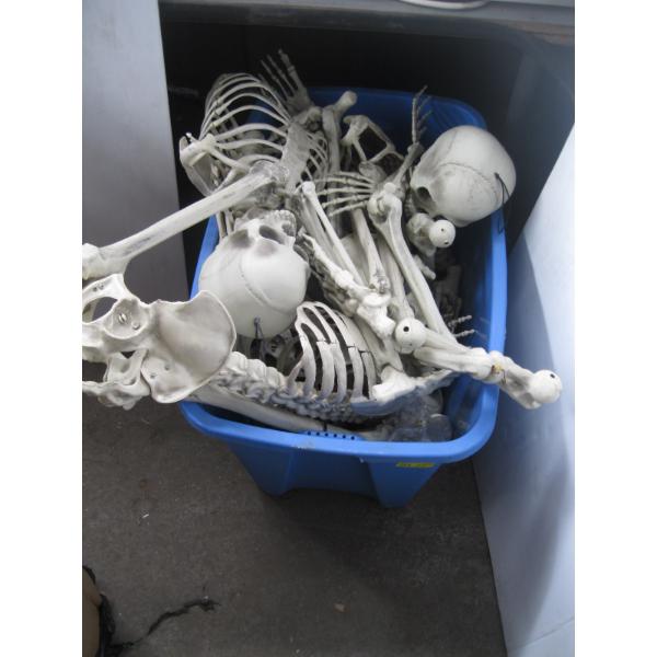 BIN OF SKELETONS