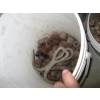 Image 2 : 6 PAILS OF ASST. BOLTS, ETC.