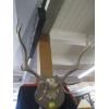 Image 1 : PAIR OF ELK ANTLERS