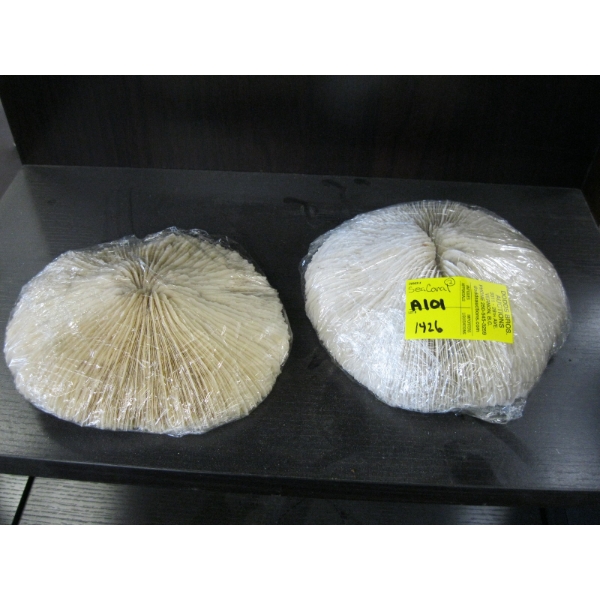 2 SEA CORALS