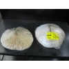 Image 1 : 2 SEA CORALS