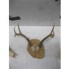Image 3 : 2 SKULLS W/ANTLERS & SET OF ANTLERS MOUNTED ON WOOD