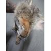 Image 3 : 2 TANNED COYOTE HIDES