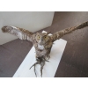 Image 4 : MOUNTED GREAT HORNED OWL