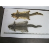 Image 1 : 2 SQUIRREL SKINS